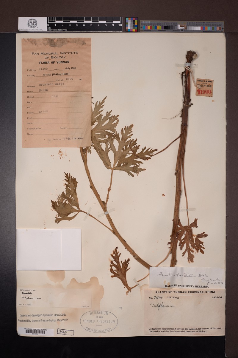 Aconitum transsectum photo 2