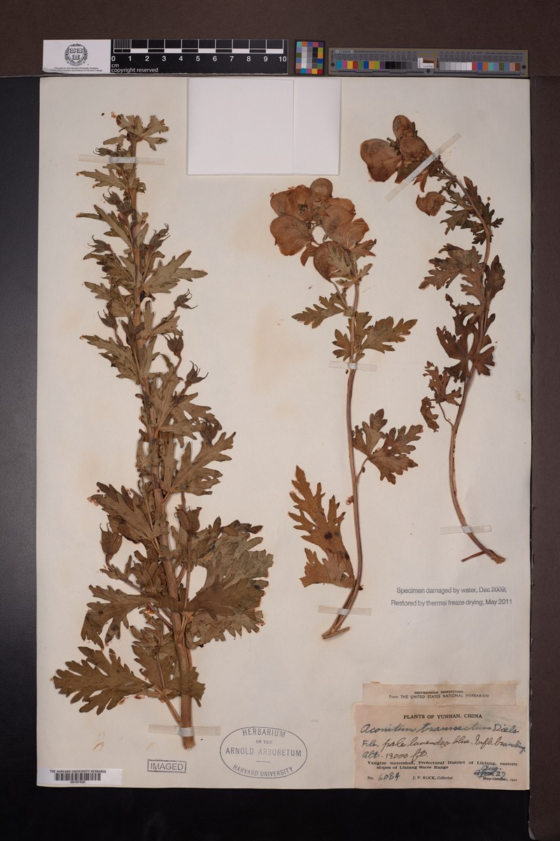 Aconitum transsectum photo 3