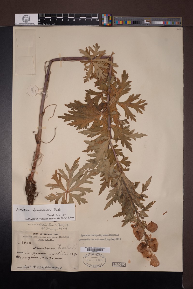 Aconitum transsectum photo 4