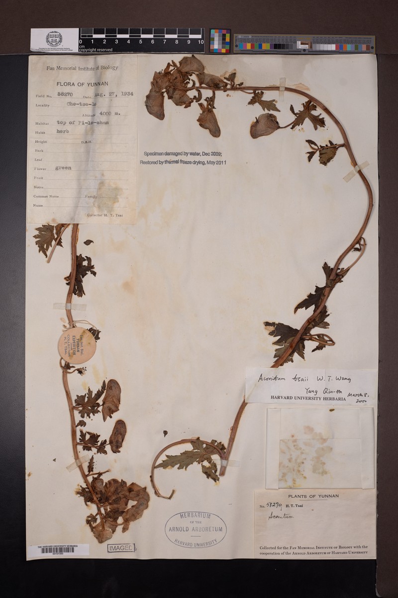 Aconitum tsaii