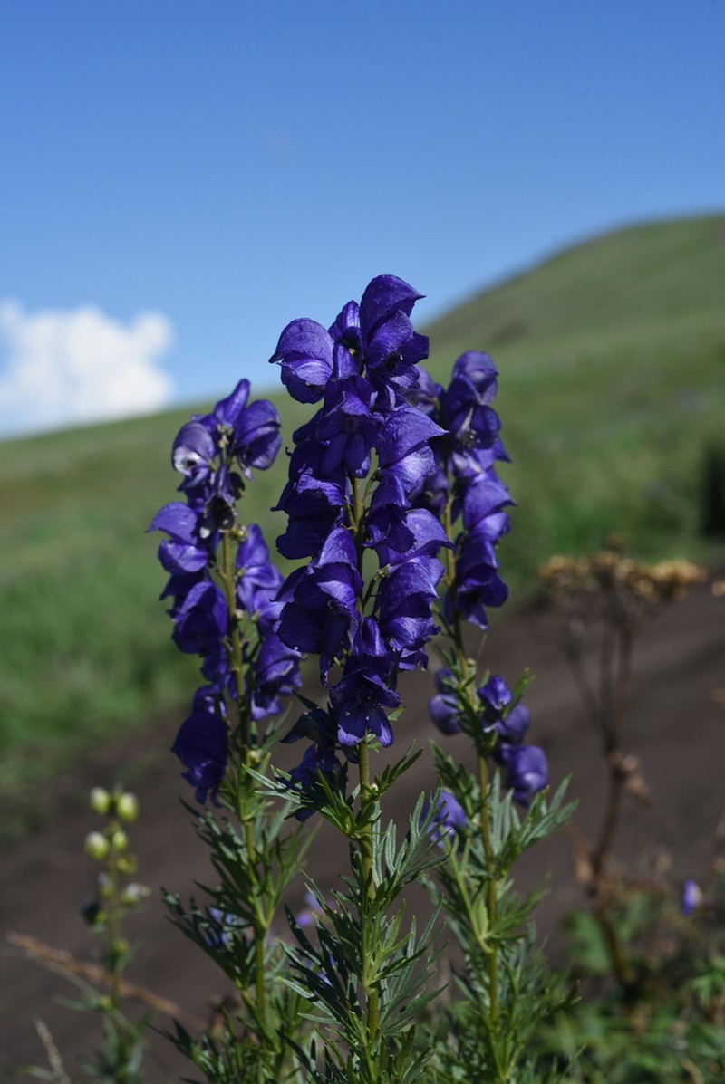 Aconitum turczaninowii