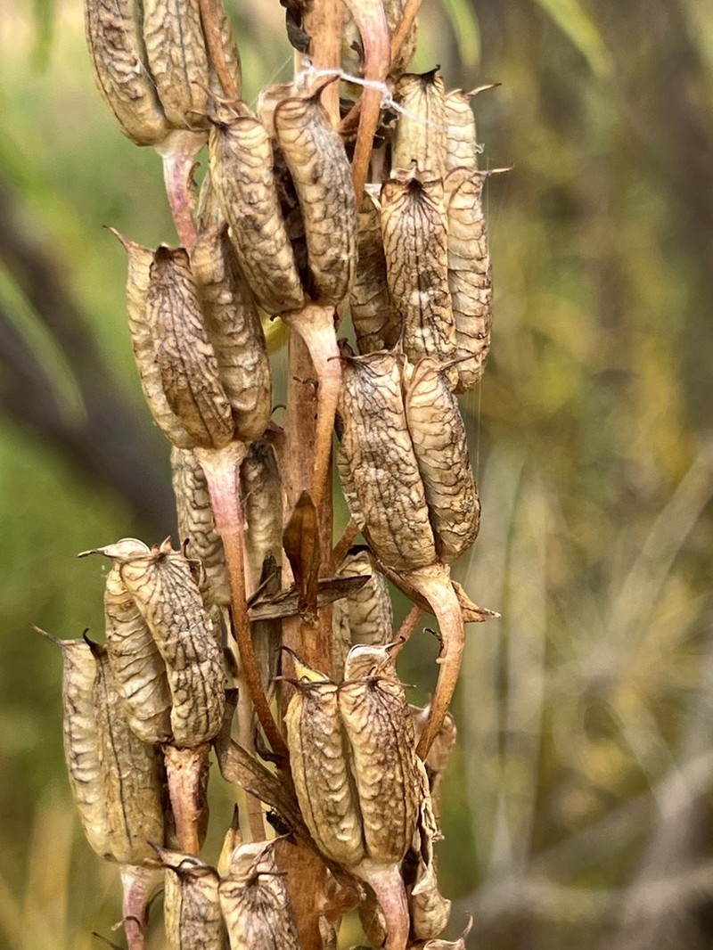 Aconitum turczaninowii photo 2