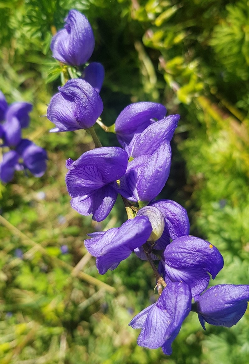 Aconitum turczaninowii photo 3