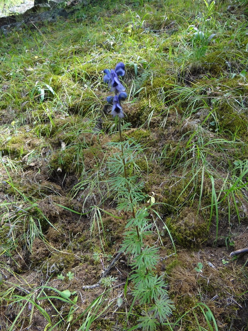 Aconitum turczaninowii photo 4