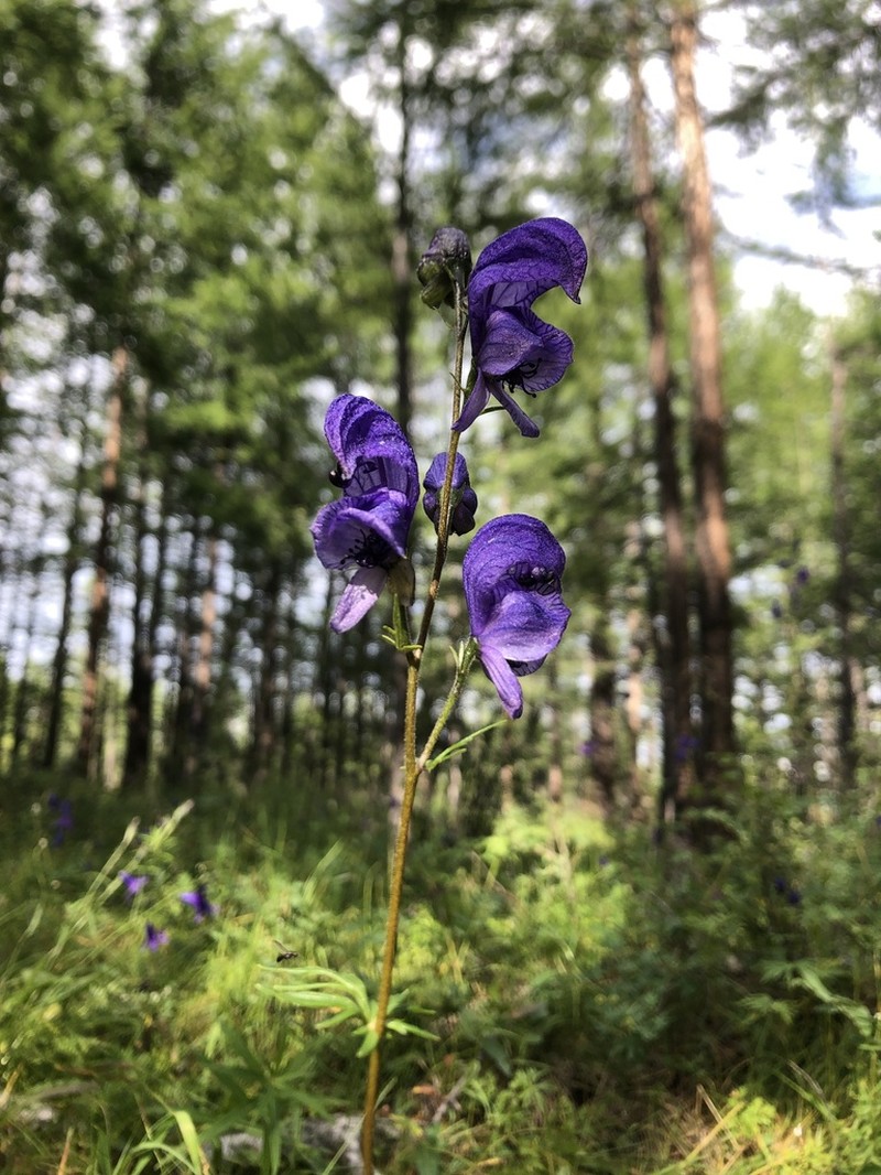 Aconitum turczaninowii photo 5