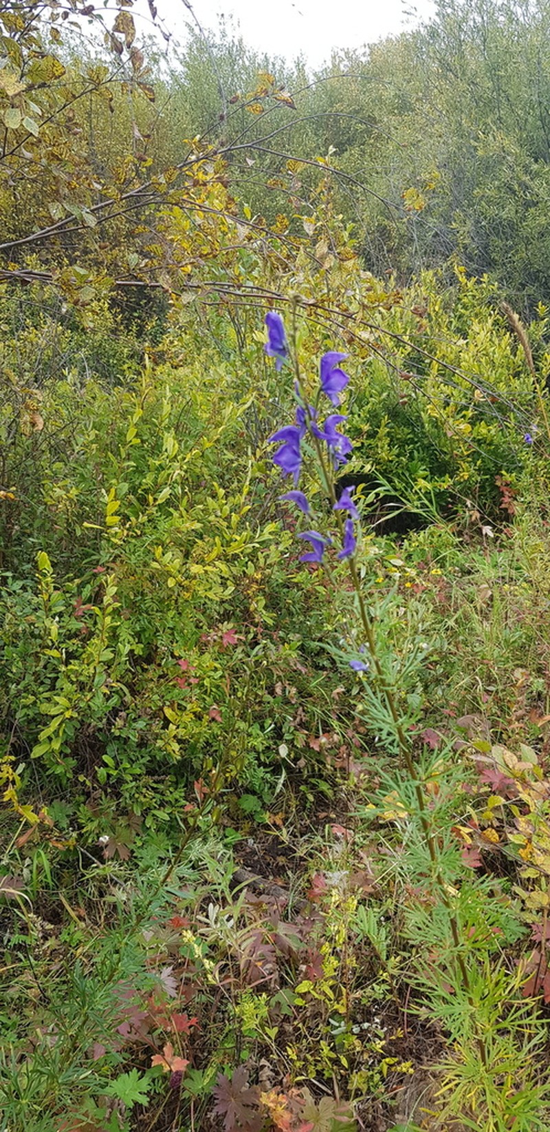 Aconitum turczaninowii photo 6