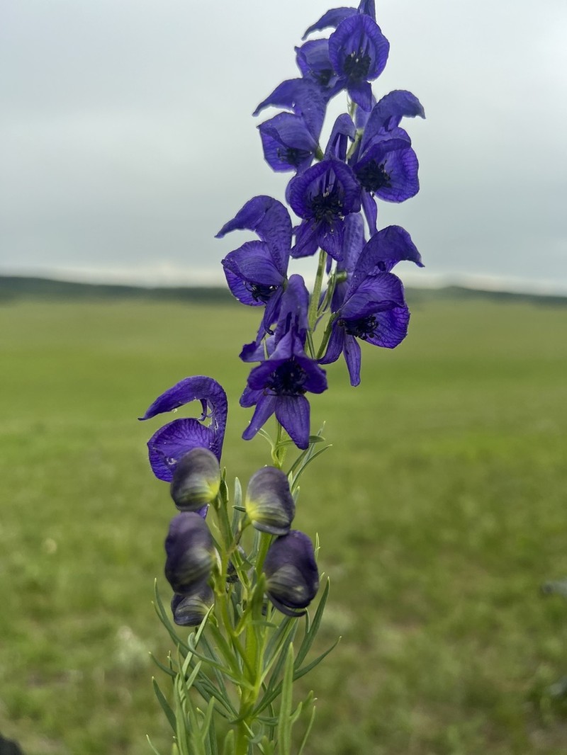 Aconitum turczaninowii photo 7