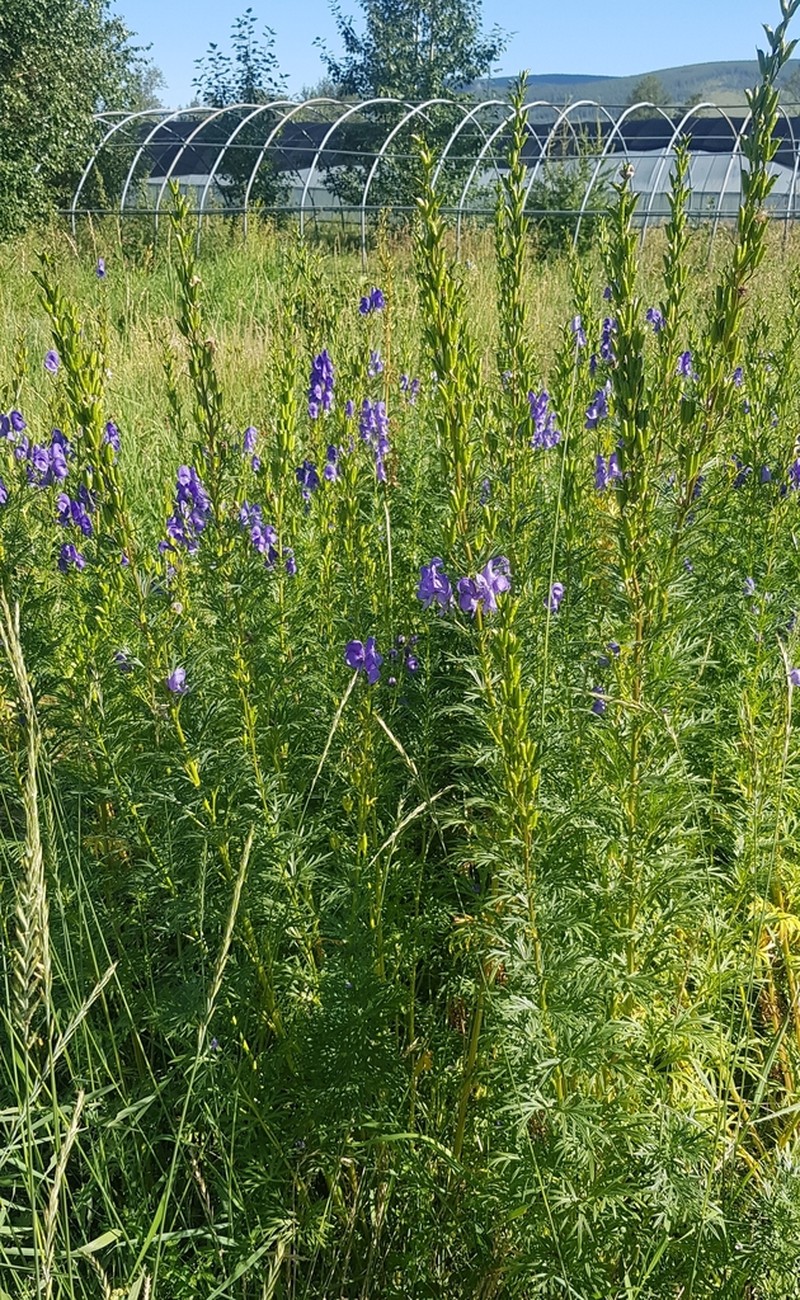 Aconitum turczaninowii photo 8