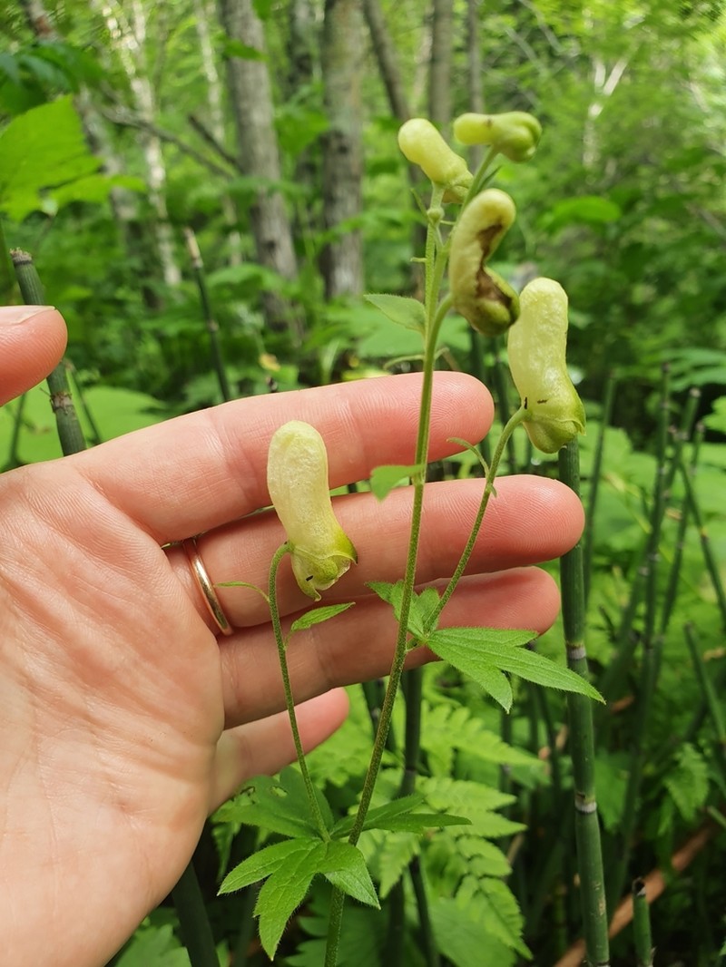 Aconitum umbrosum photo 2