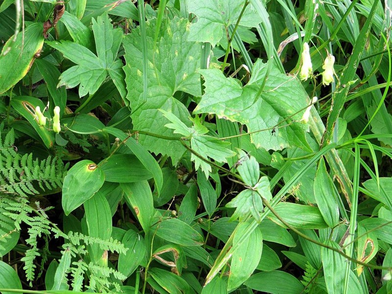 Aconitum umbrosum photo 3