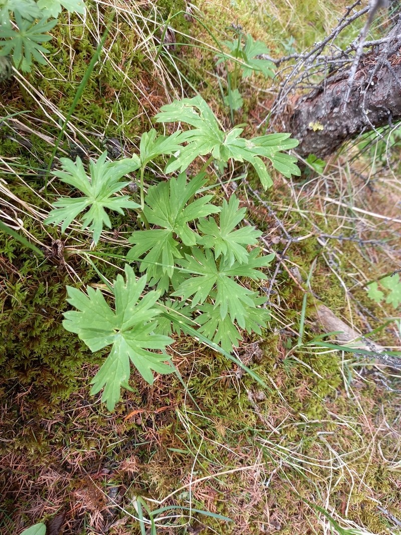 Aconitum umbrosum photo 4