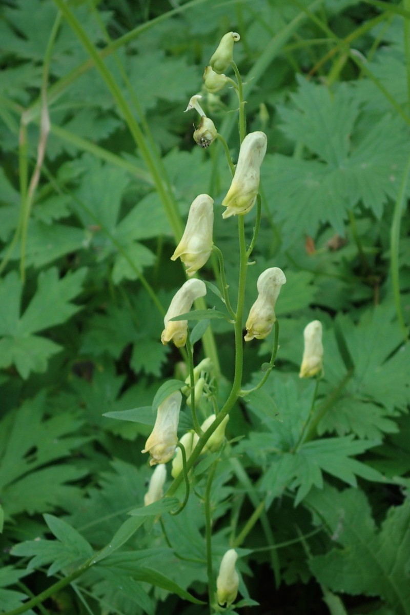 Aconitum umbrosum photo 5