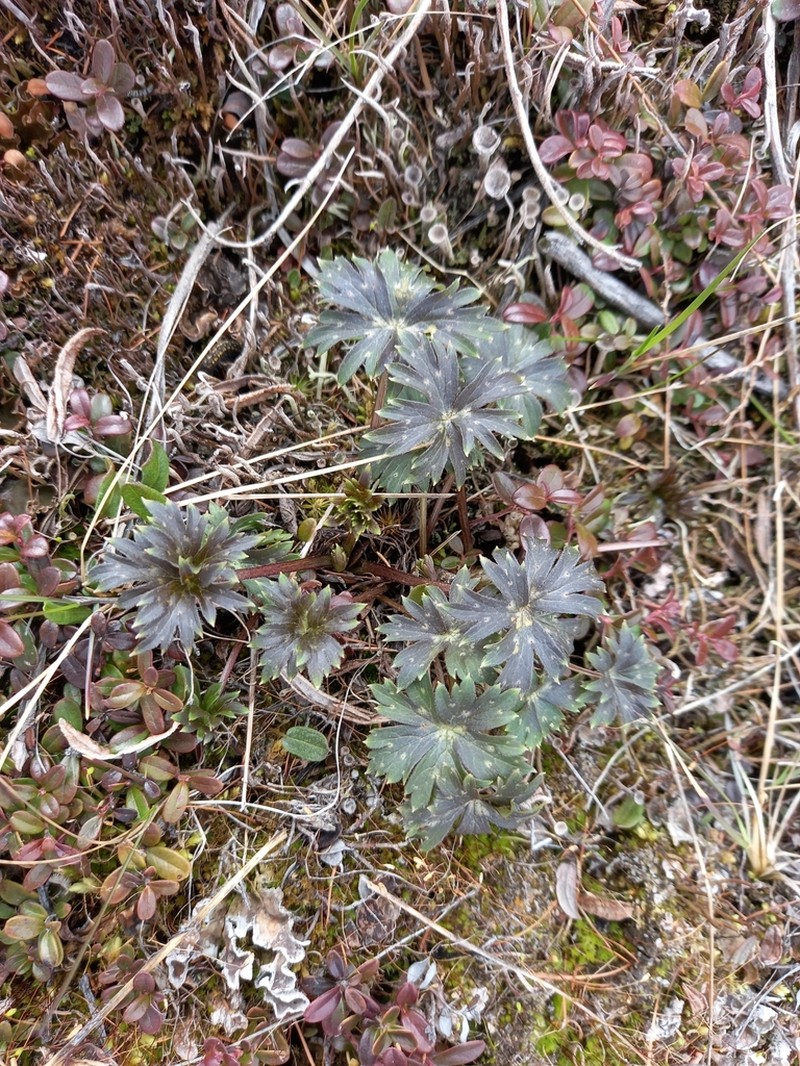 Aconitum umbrosum photo 6
