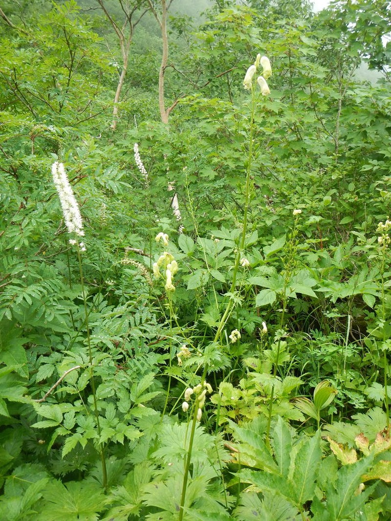 Aconitum umbrosum photo 7