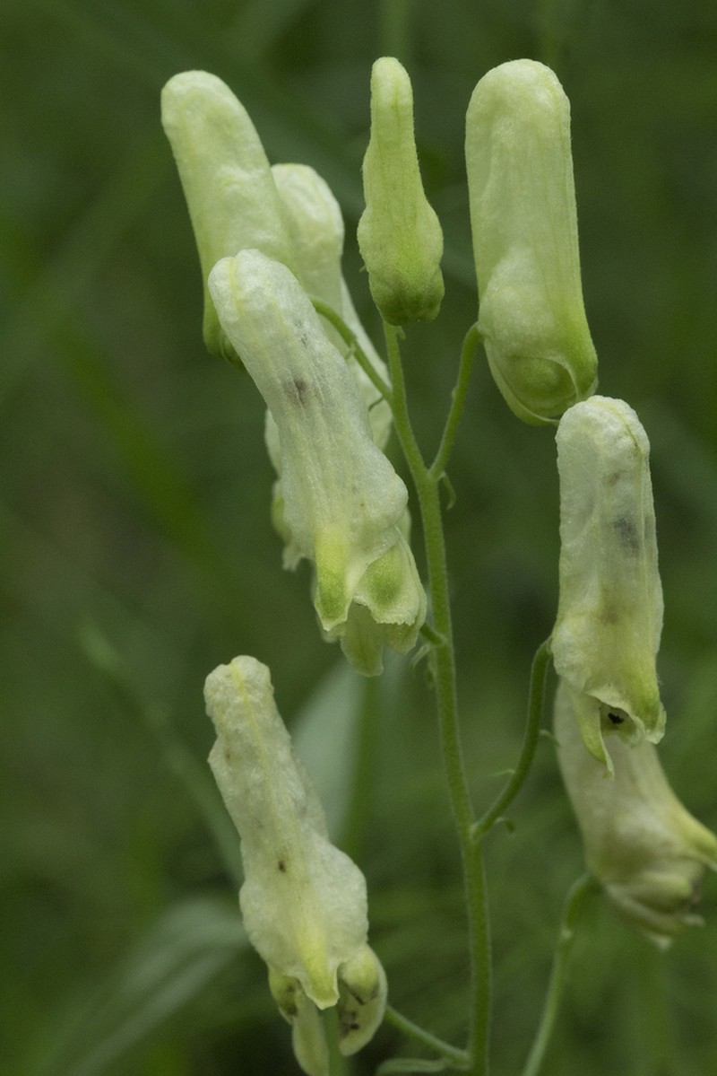 Aconitum umbrosum photo 8