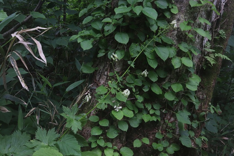 Aconitum umezawae