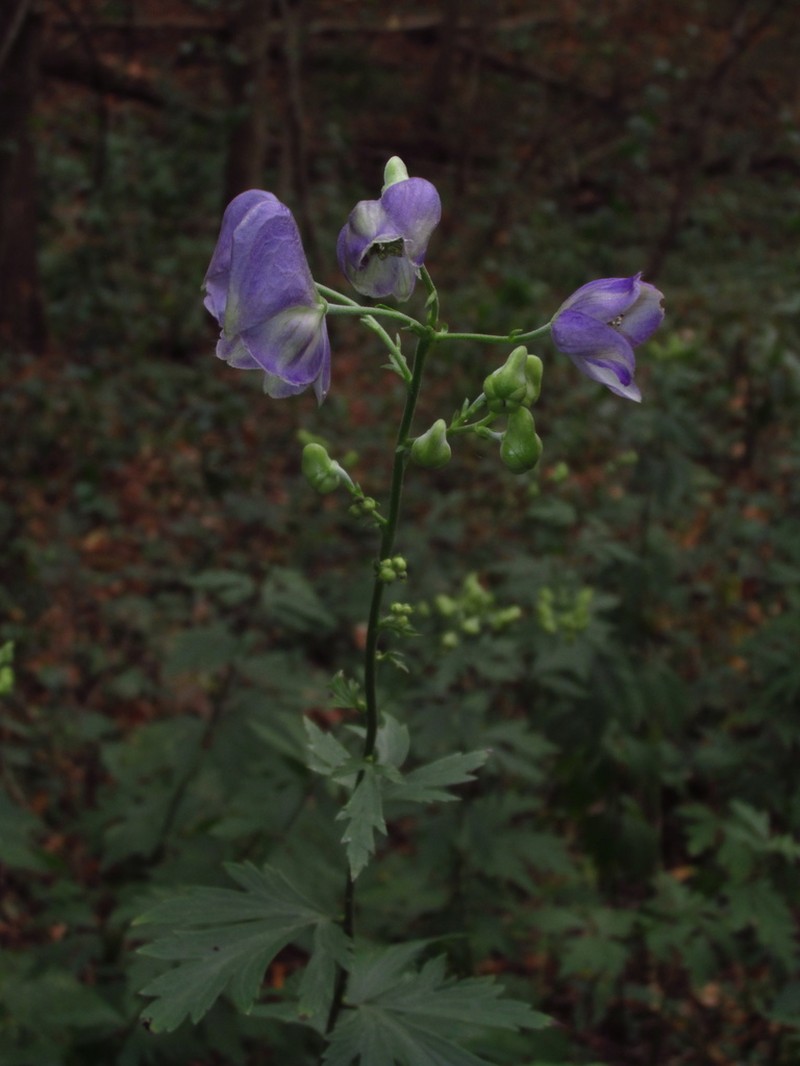 Southern Blue Monkshood photo 3