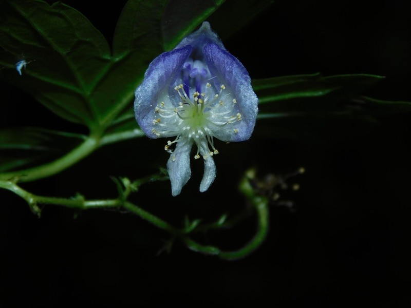 Southern Blue Monkshood photo 4