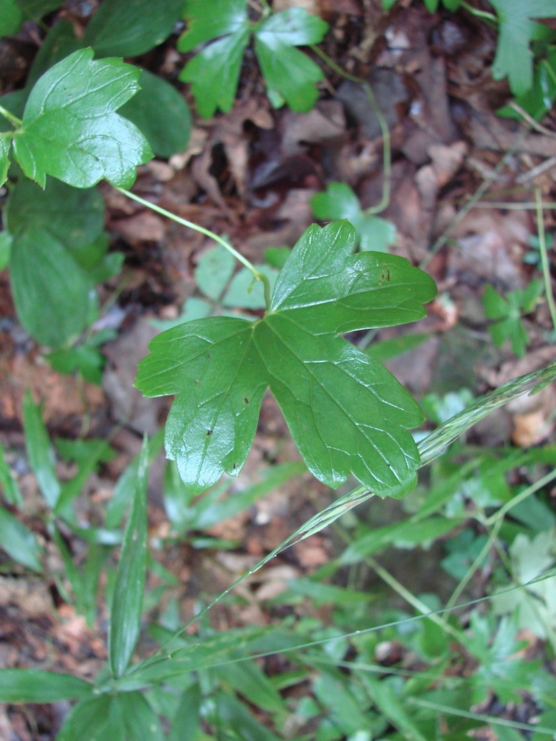 Southern Blue Monkshood photo 5