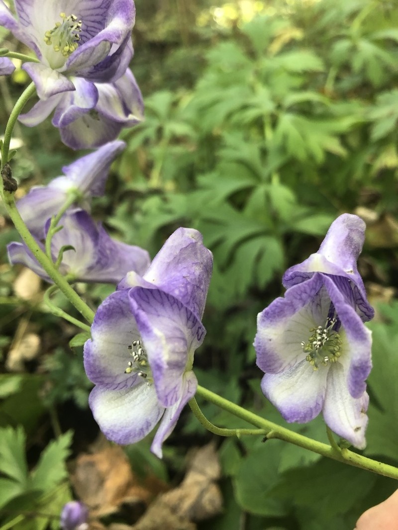 Southern Blue Monkshood photo 6