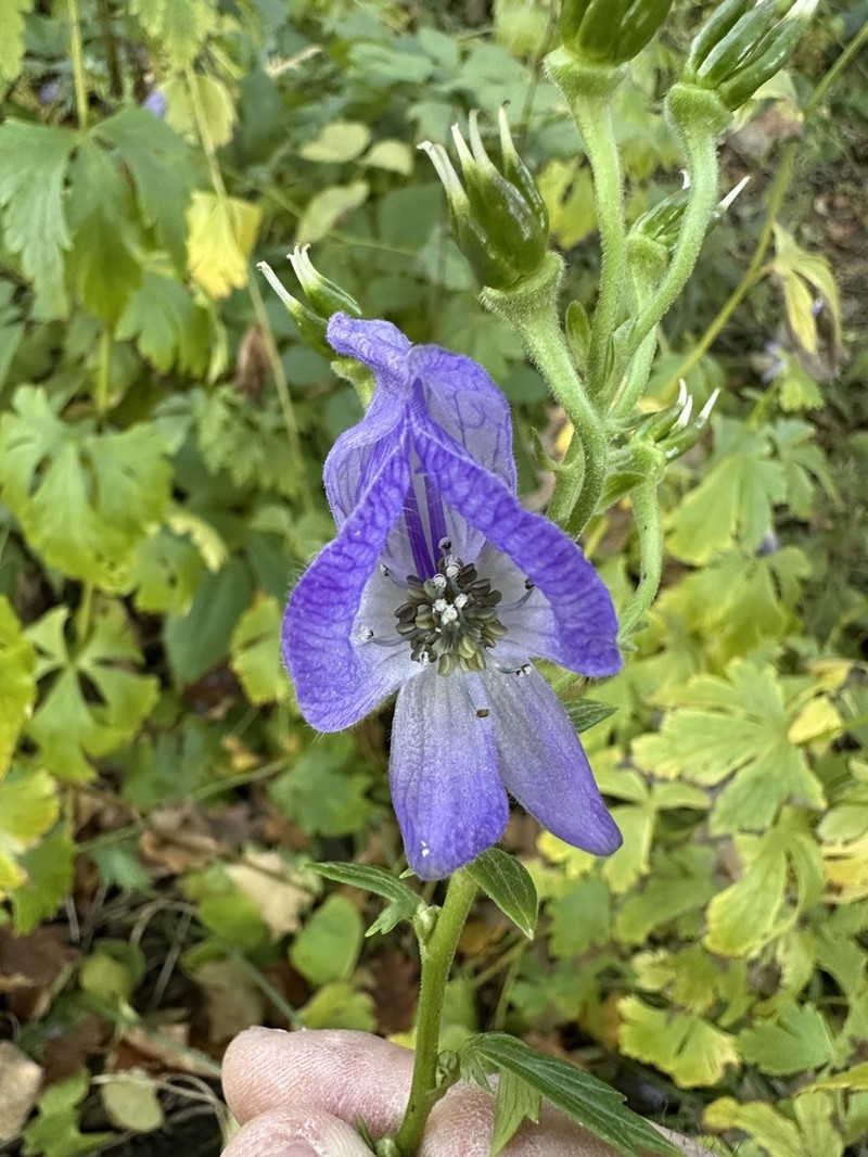 Southern Blue Monkshood photo 8