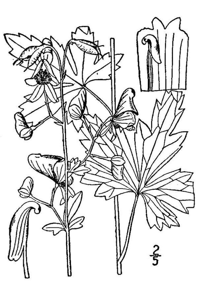 Southern Blue Monkshood photo 2