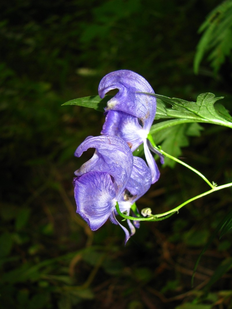 Manchurian Monkshood photo 2