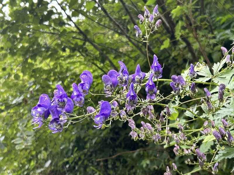 Manchurian Monkshood photo 3