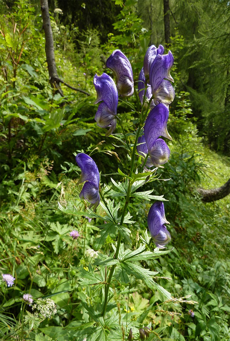 Manchurian Monkshood photo 4