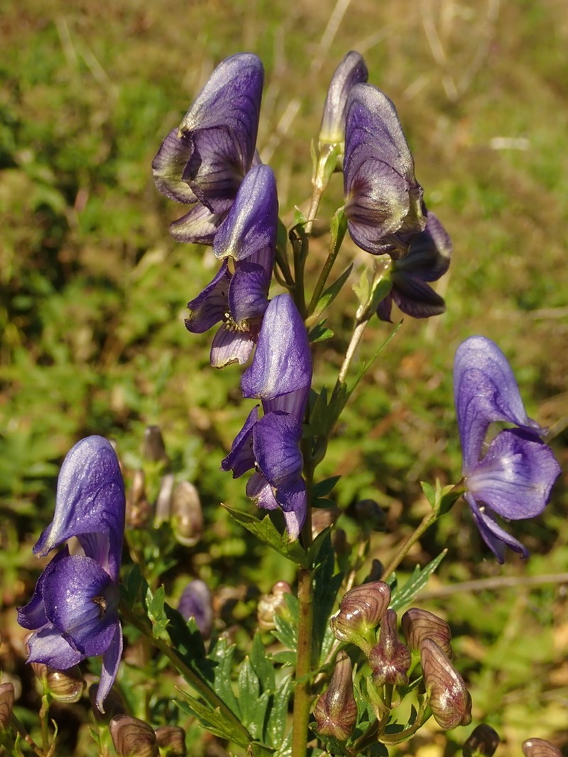 Manchurian Monkshood photo 5