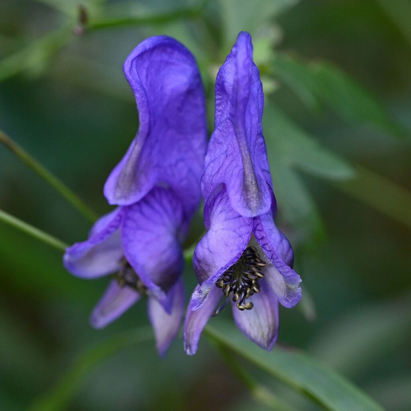Manchurian Monkshood photo 6
