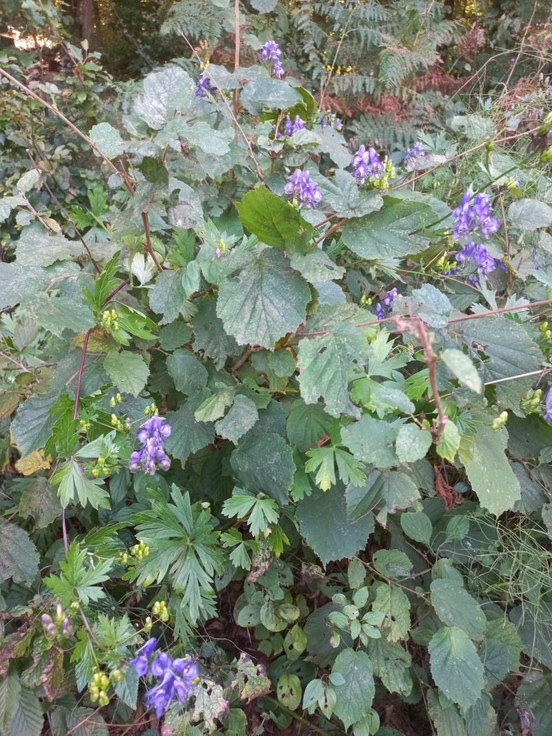 Manchurian Monkshood photo 7