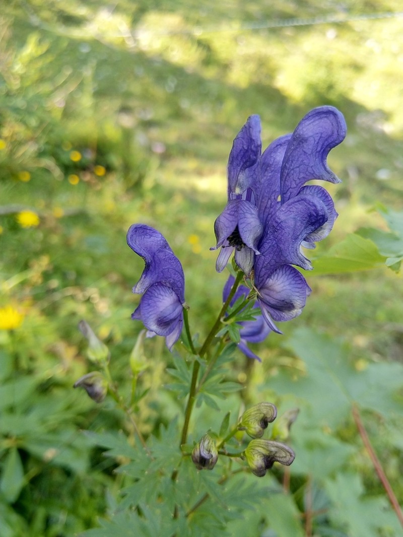 Manchurian Monkshood photo 8