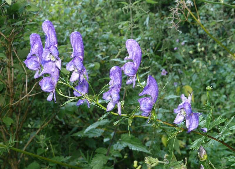 Manchurian Monkshood