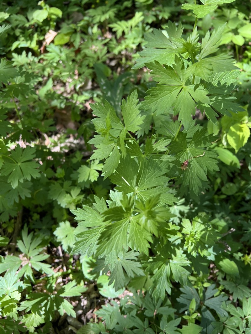 Aconitum variegatum nothosubsp. podobnikianum