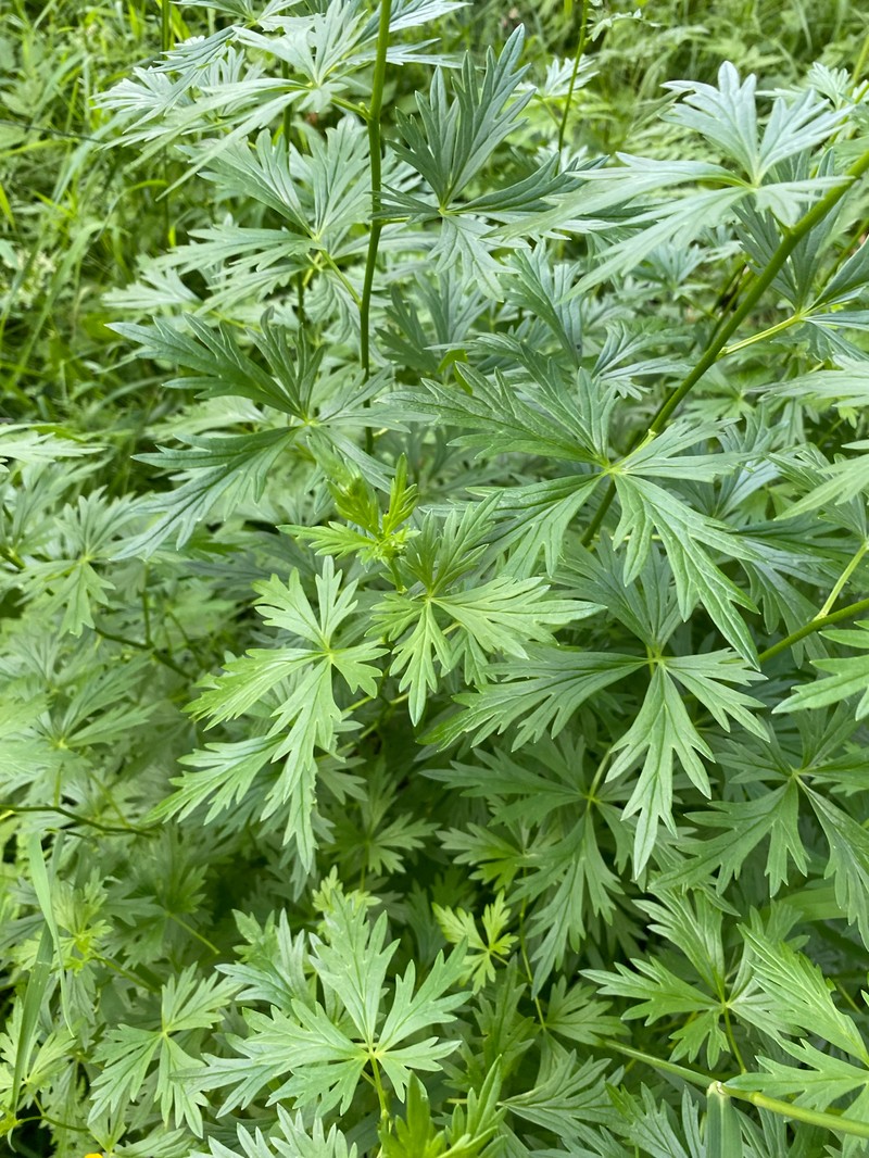 Aconitum variegatum nothosubsp. podobnikianum photo 2