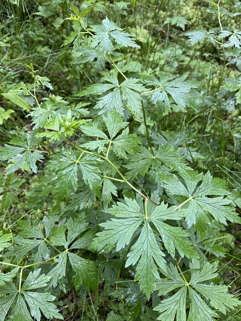 Aconitum variegatum nothosubsp. podobnikianum photo 3