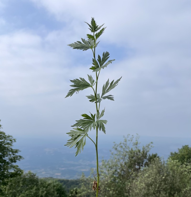 Aconitum variegatum nothosubsp. podobnikianum photo 4