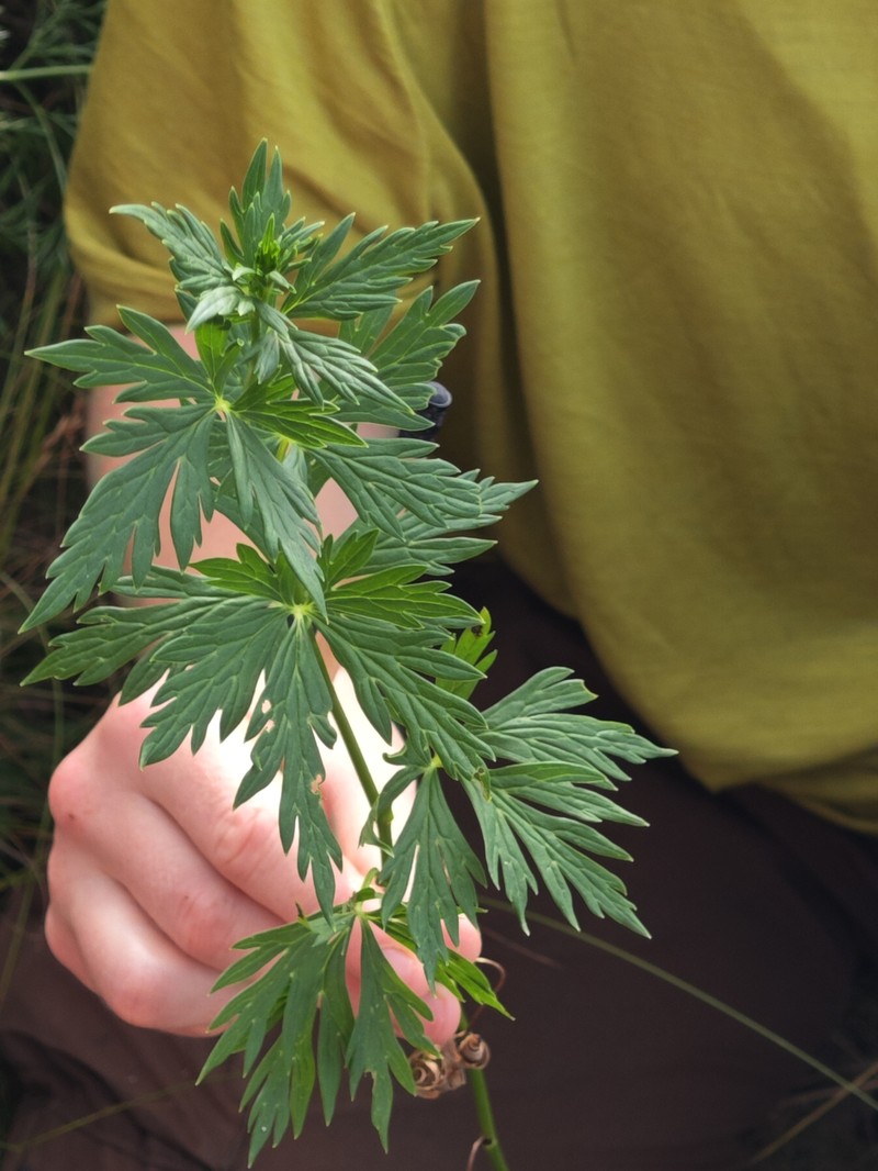 Aconitum variegatum nothosubsp. podobnikianum photo 5