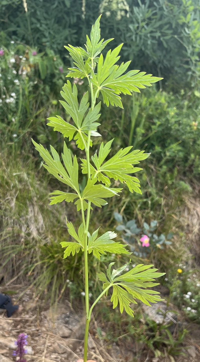 Aconitum variegatum nothosubsp. podobnikianum photo 6