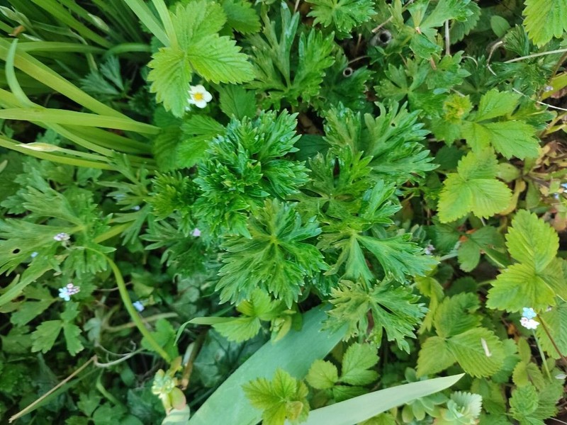 Aconitum variegatum nothosubsp. podobnikianum photo 7