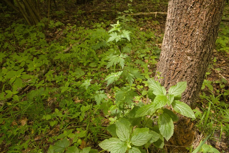 Aconitum variegatum subsp. variegatum