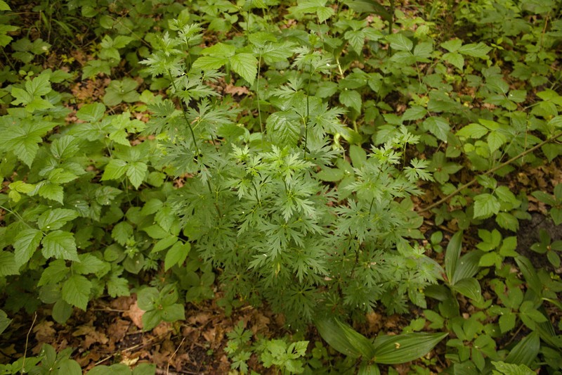 Aconitum variegatum subsp. variegatum photo 2