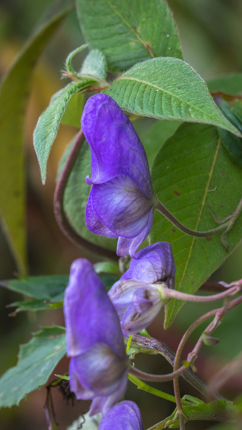 Aconitum vilmorinianum