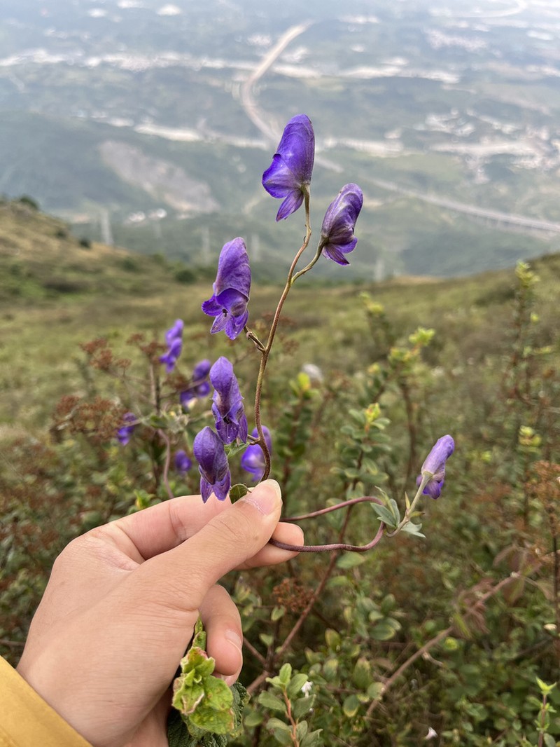 Aconitum vilmorinianum photo 2