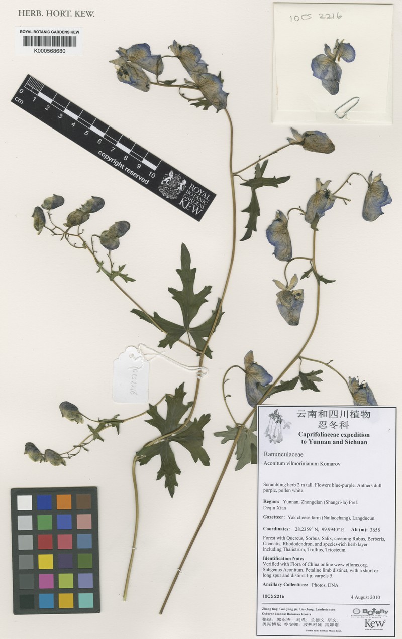 Aconitum vilmorinianum photo 4