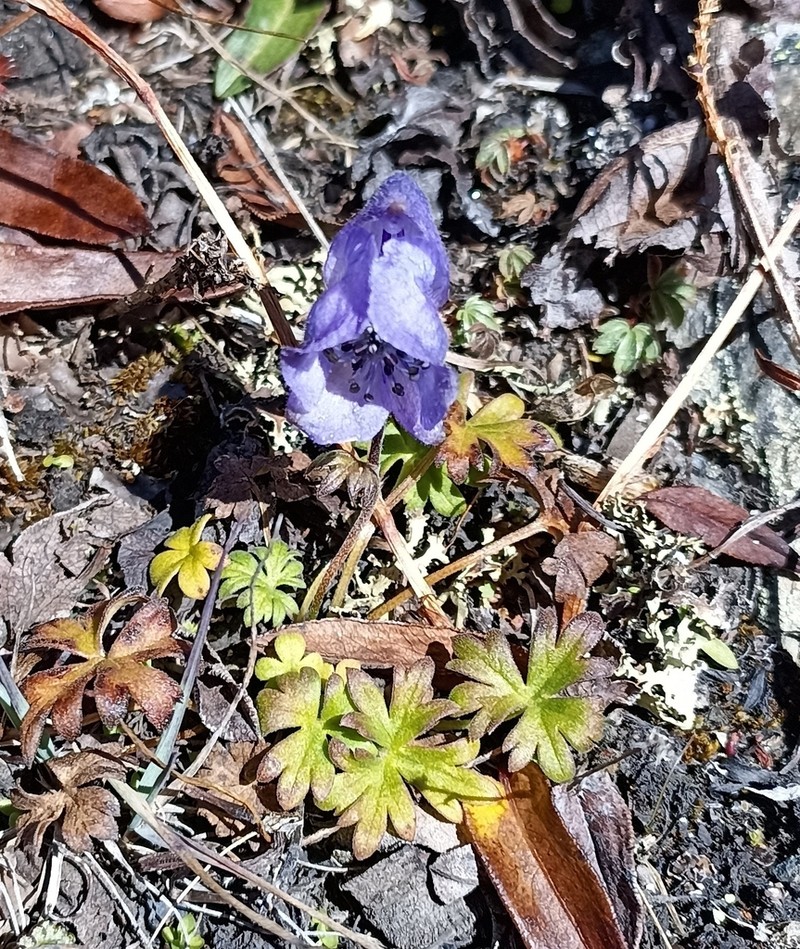 Aconitum violaceum