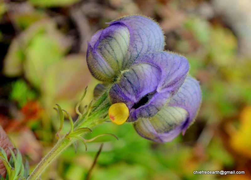 Aconitum violaceum photo 3