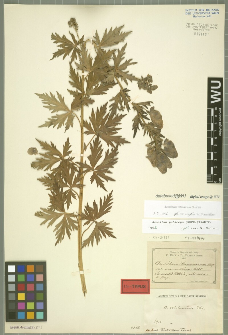 Aconitum vitosanum