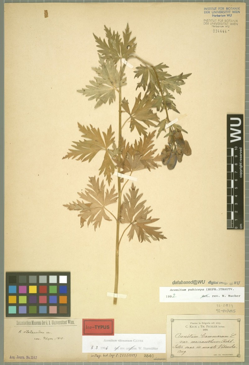 Aconitum vitosanum photo 2